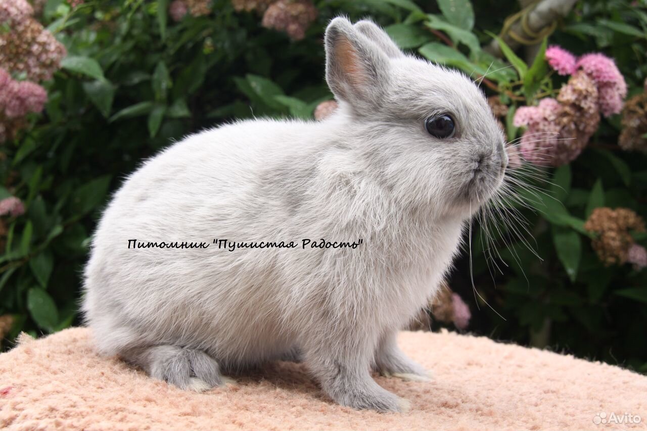 Цветные и нидерландские карликовые кролики купить на Зозу.ру - фотография № 2