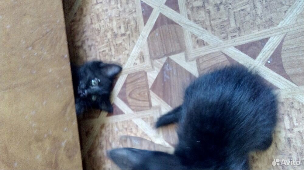 Котята сибирской кошки купить на Зозу.ру - фотография № 4