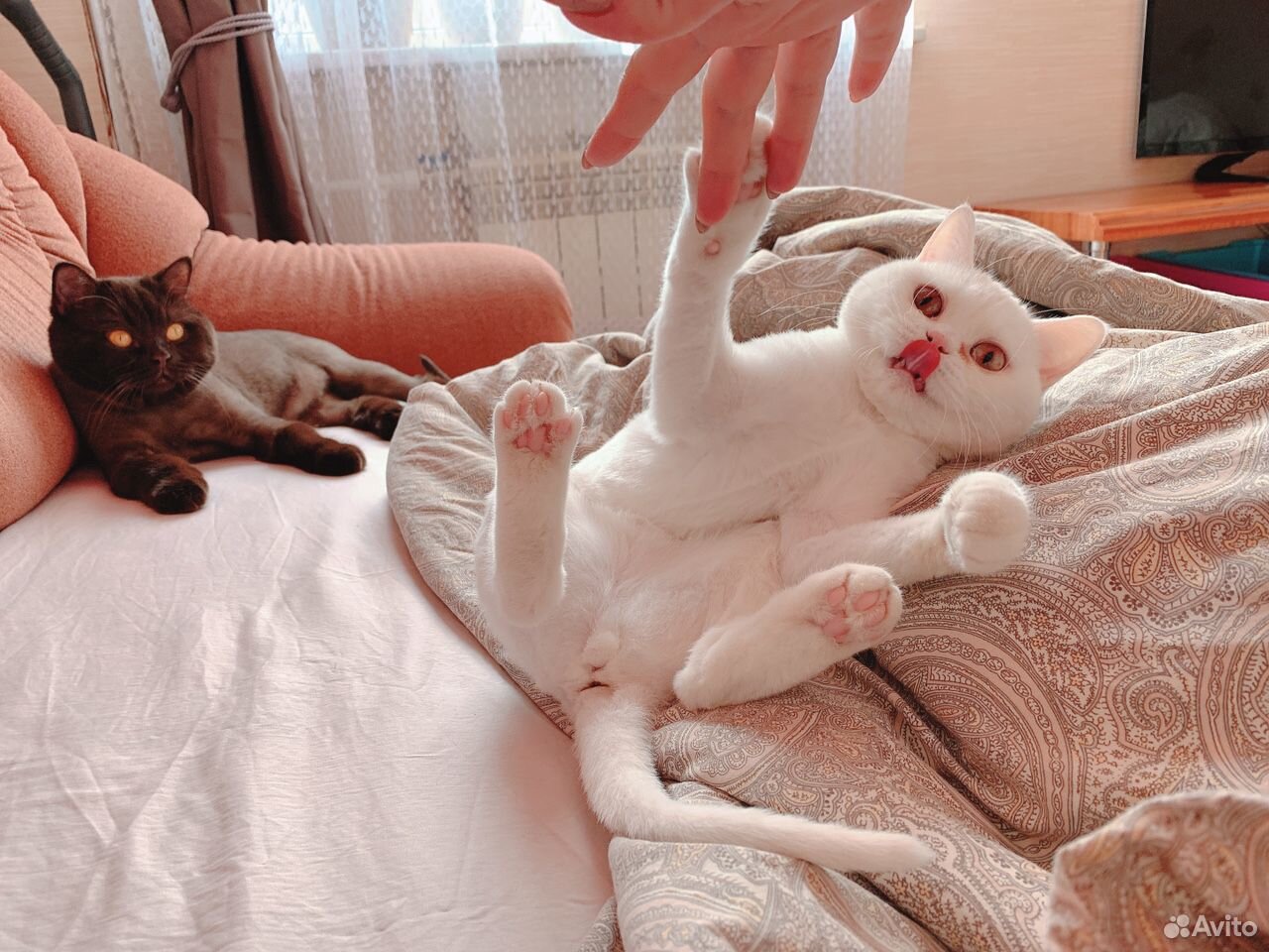 Кошка британка купить на Зозу.ру - фотография № 1