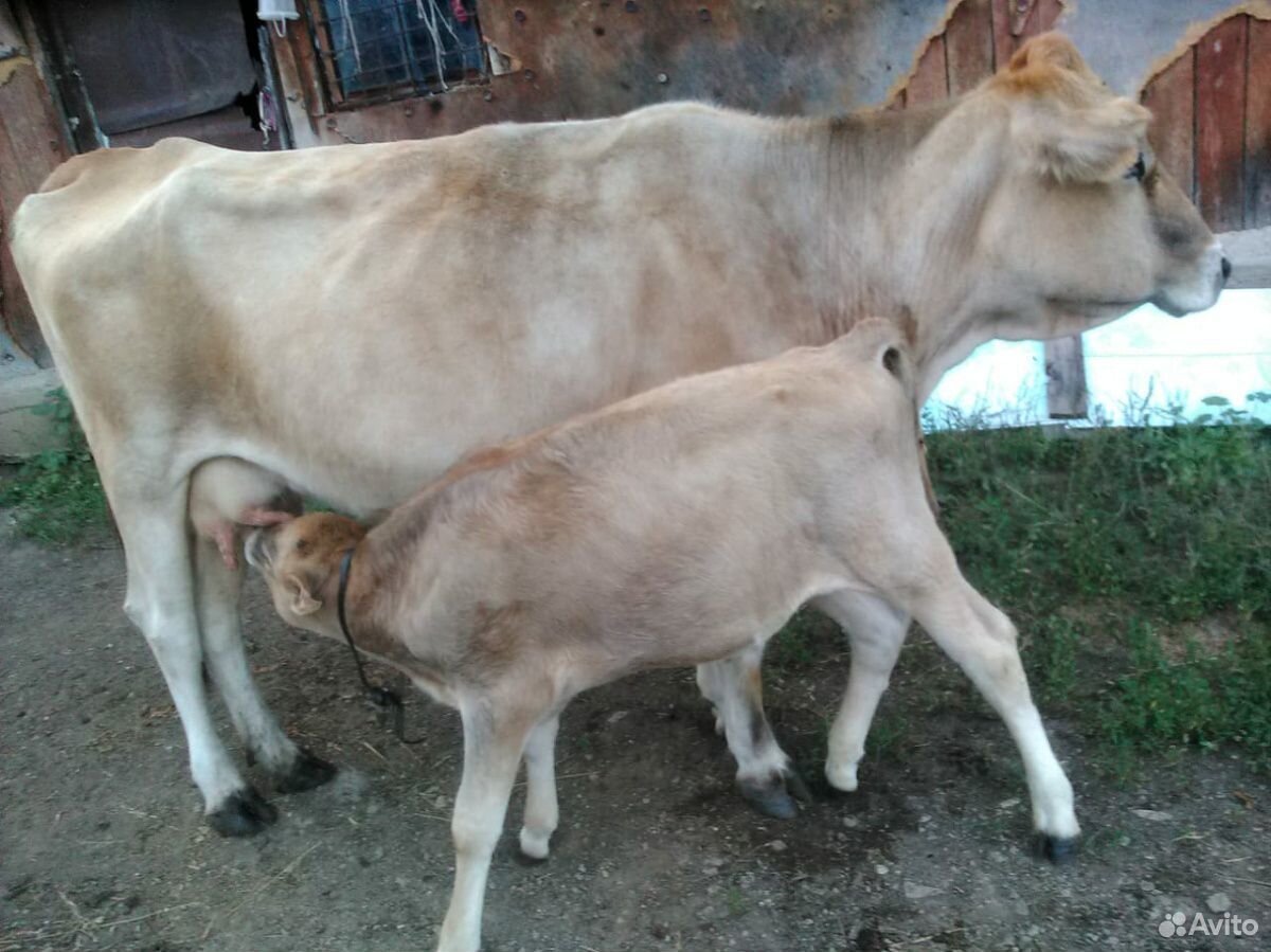 Корова с телёнком купить на Зозу.ру - фотография № 4