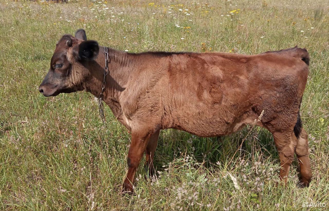 Корова и 2 бычка купить на Зозу.ру - фотография № 6