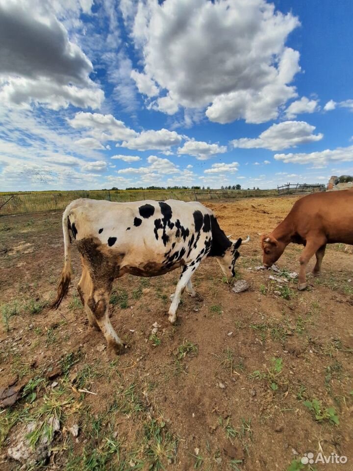 Три Коровы купить на Зозу.ру - фотография № 7