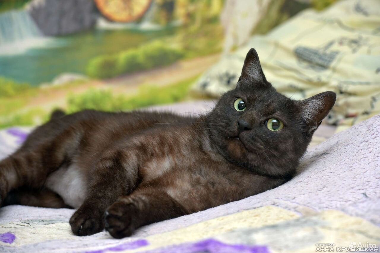 Ласковый котик окраса "черный дым" - Барт купить на Зозу.ру - фотография № 4