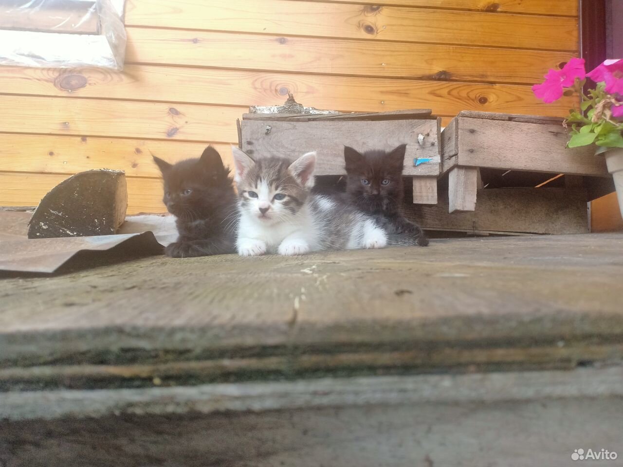 Котята ждут своих хозяев купить на Зозу.ру - фотография № 4
