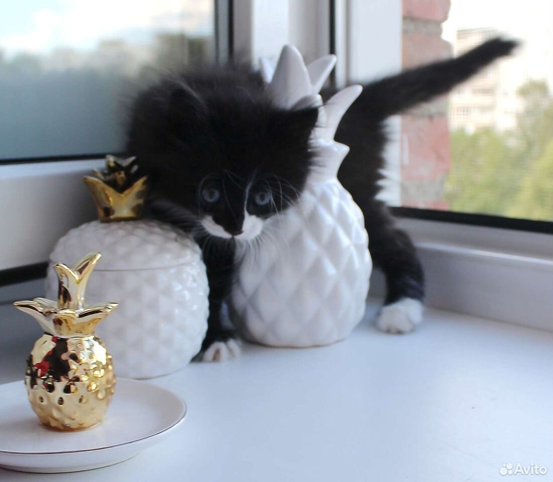 Пушистый котенок, девочка купить на Зозу.ру - фотография № 6