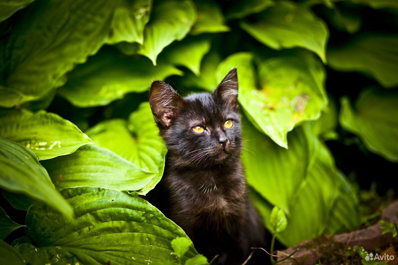 Черный котик купить на Зозу.ру - фотография № 3