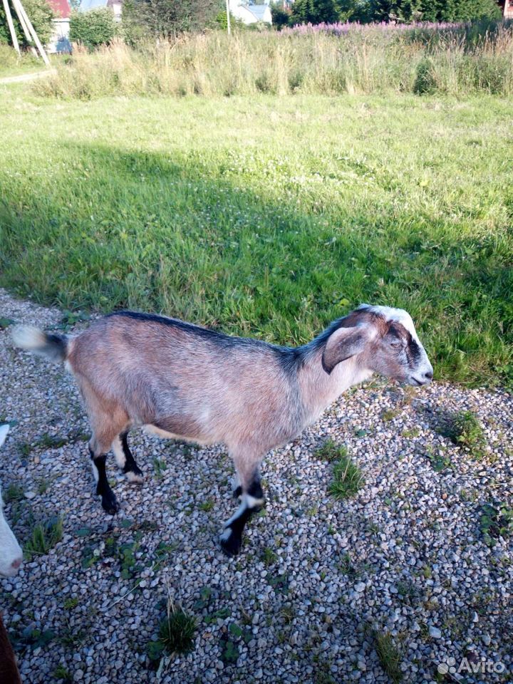 Альпийская дойная коза купить на Зозу.ру - фотография № 2