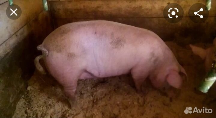 Продам кабана 3 года и свиней 8 месяцев купить на Зозу.ру - фотография № 2