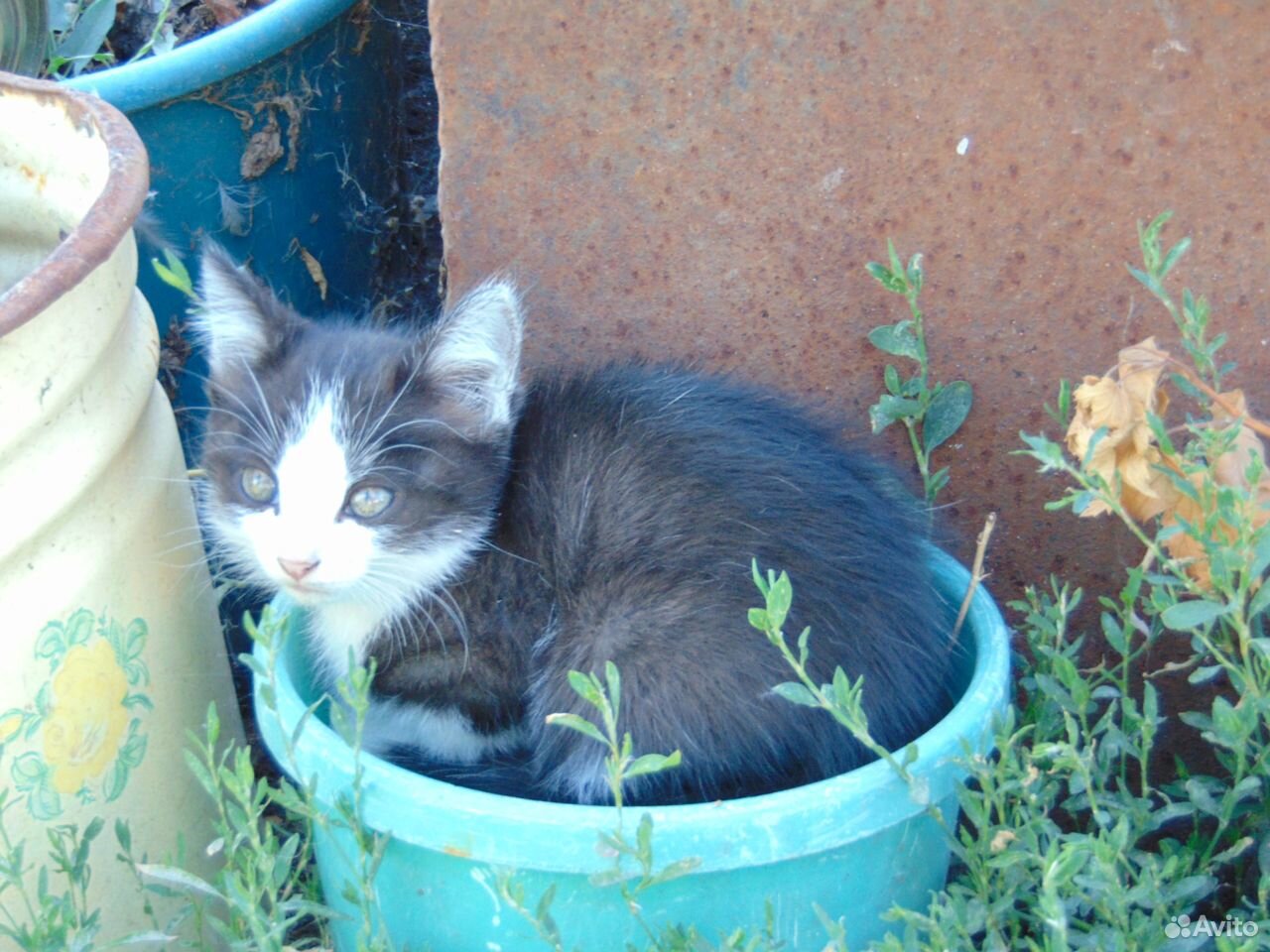 Котята-мышеловы, крысоловы