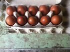 Инкубационное яйцо пародистых кур объявление продам