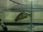 Черепахи красноухие с аквариумом объявление продам