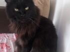 Кот мейн-кун черный для фотосессии объявление продам