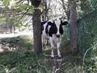 Корова/Нетель объявление продам