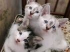 Котята в добрые руки (2 мальчика и девочка) объявление продам