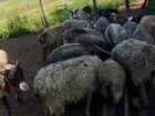 Овцы, ягнята объявление продам