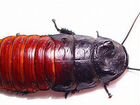 Мадагаскарсие шипящие тараканы объявление продам
