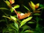 Растения Креветки Улитки объявление продам