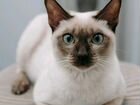 Тонкинские котята объявление продам