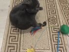 Брошенный котик Стёпа ищет дом объявление продам