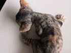 Котята Девон-Рекс объявление продам