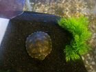 Черепаха с черепашатником объявление продам
