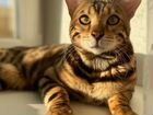 Бенгальский кот, вязка объявление продам