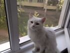 Дарю кошку Муся стерилизационная Привезу до дома объявление продам