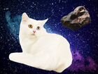 Cosmo Cat объявление продам
