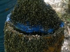 Продам зимованные семьи среднерусской пчелы