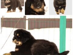 Тибетский мастиф щеночки