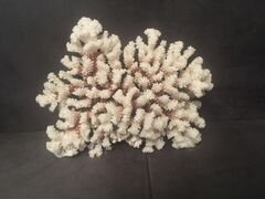 Коралл балянус