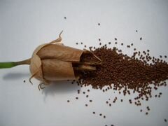 Семена премиум табака