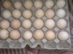 Яйцо инкубационое