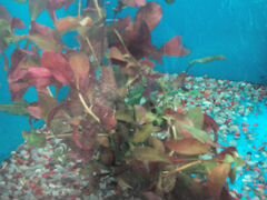 Растения для аквариума людвигия, эхинодорус