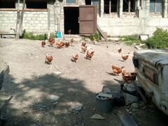 Яйца куриные домашние в селе Широкая Балка
