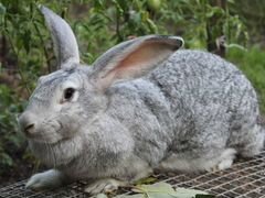 Кролик живым весом