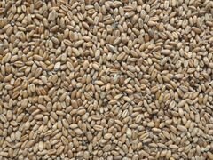 Зерно фасованное: пшеница, овес, ячмень и др