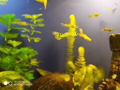 Аквариумные рыбки Гуппи