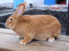 Продам кроликов разных пород