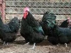 Семья породистых кур