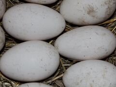 Инкубационное яйцо холмогорских гусей