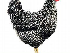 Цыплята несушки доминант (Чехия) Д959, Д149, Д107