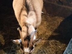 Продается коза 6500 сукочая