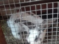 Крольчата молодняк