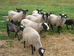 Овцы романовской породы и породы прекос