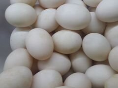 Яйца утиные,инкубационные