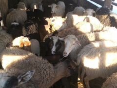 Продам овцы с ягнятами
