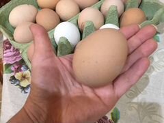 Домашние Яйца