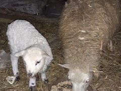 Две овечки с ягнятами