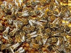 Пчелопакеты на новый сезон